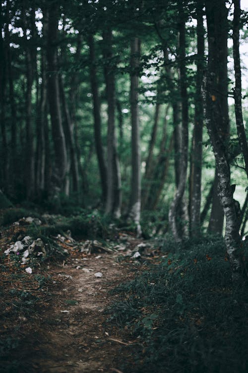 Narrow footpath through green thick forest