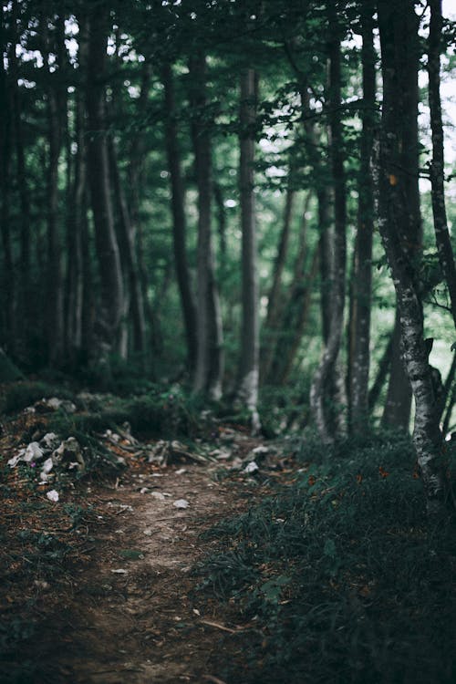 Free Narrow footpath through green thick forest Stock Photo