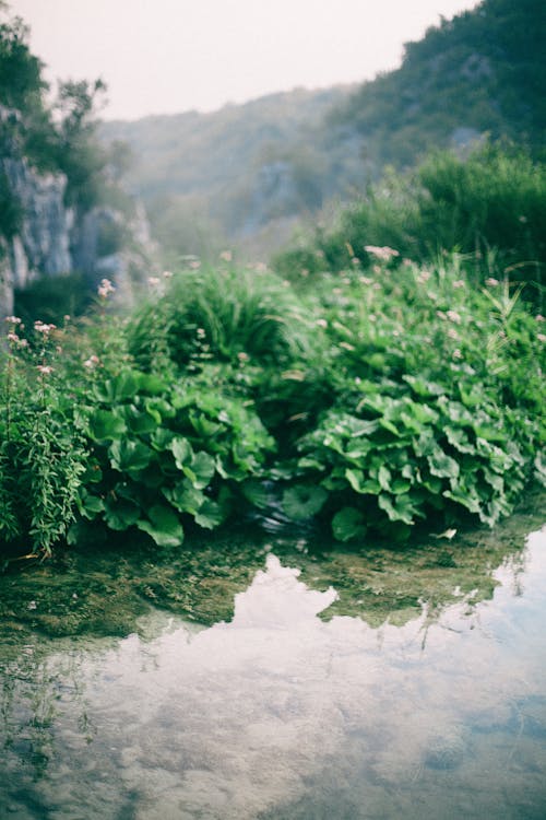 Picturesque scenery of water puddle surrounded with lush greenery in rocky terrain covered with abundant vegetation in daylight