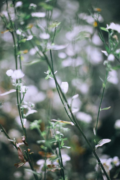 Free Tall green flowering plant blooming on lush verdant valley in peaceful nature in daylight Stock Photo