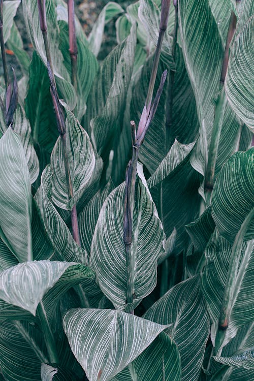 Lush green plant leaves in nature