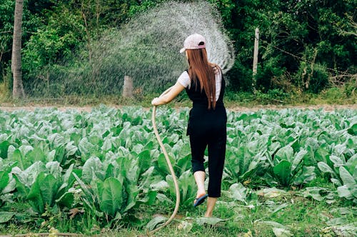 A Woman Watering the Vegetable Plants