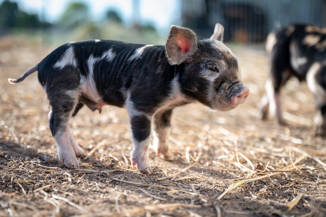 From below of adorable small pigs with blots on fur standing on shabby land in countryside in back lit