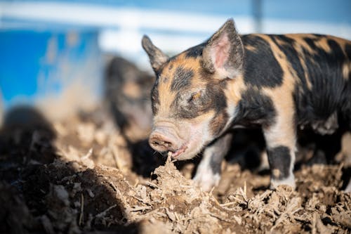 Cute Little Pigs Walking On Dry Land On Farm · Free Stock Photo