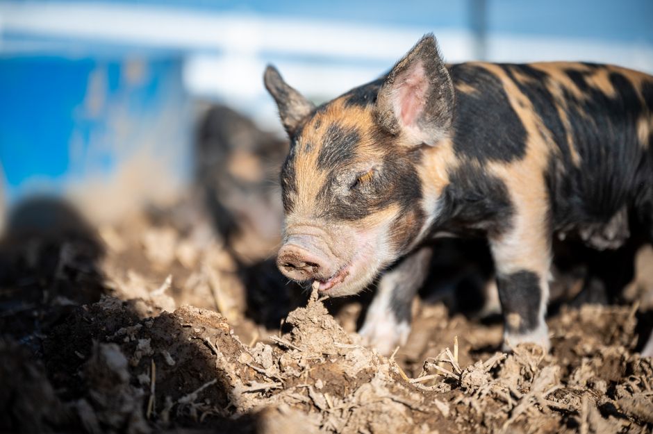 Ground level of little pig with blots on fur eating messy grass on shabby land in daylight