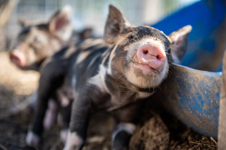 Adorable Piglet Leaning On Feeder In Sunlight