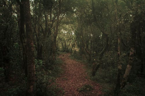 Immagine gratuita di alberi, ambiente, foglie cadute