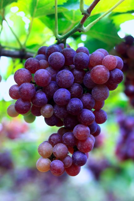 Close-up of a vibrant grape cluster hanging on a vine in a vineyard, perfect for viticulture themes.
