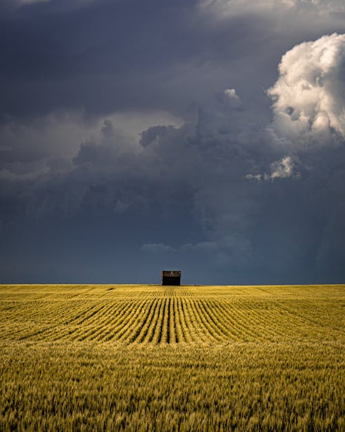 Countryside field with crops and distant shack located on farm against gray stormy sky in nature