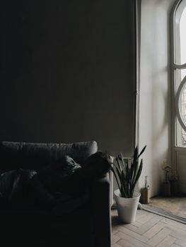 在一个宁静、光线昏暗的房间里，一个人躺在靠近窗户的沙发上，周围种着室内植物