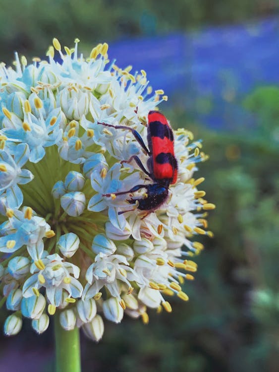 Gratis stockfoto met biologie, biologisch, bladeren