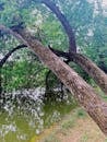 Bent tree above calm muddy lake in forest