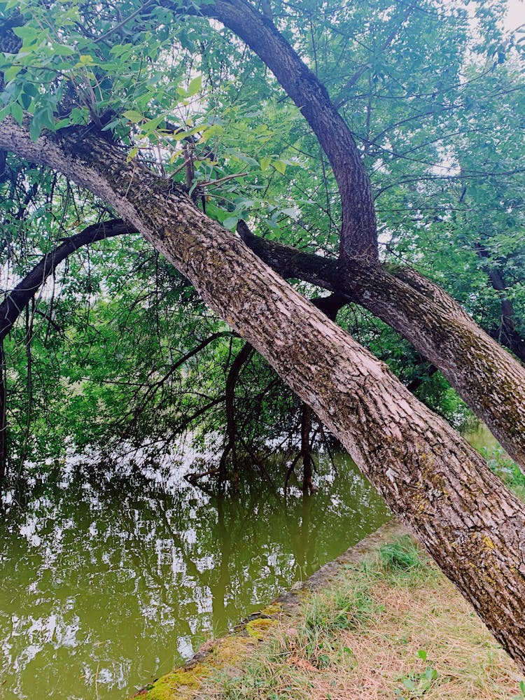 Bent Tree Above Calm Muddy Lake In Forest