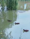 Black ducks swimming on lake in park