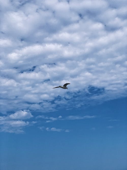 From below scenery of free wild bird spreading wings and flying in clear blue sky