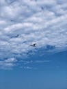 Bird soaring in clear blue sky