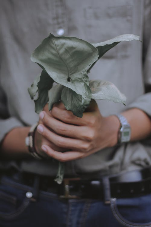 Faceless person showing bunch of green leaves