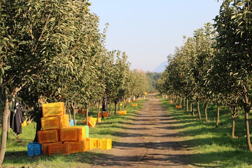 Yellow Boxes Beside Tree on Fruit Plantation