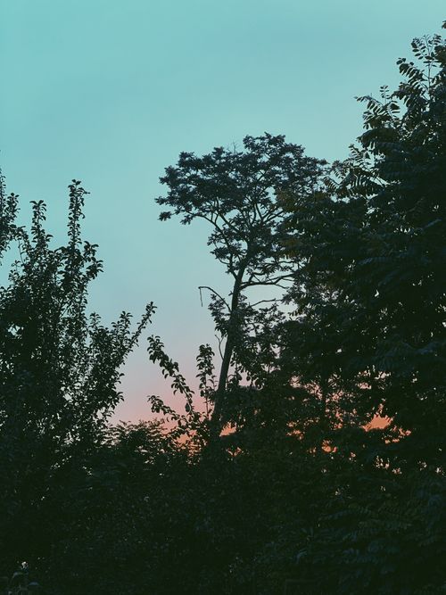 Free Scenery of lush green trees branches against light blue sky illuminated by rising sun in early morning Stock Photo