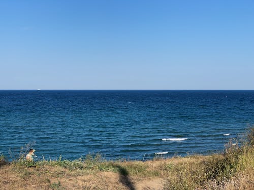 Rippling blue sea near grassy shore