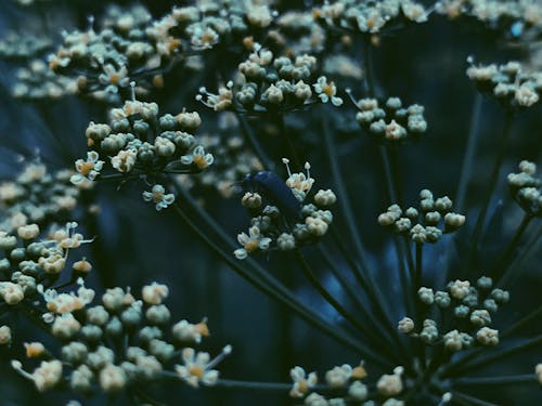 Closeup of black beetle on tiny flowers with yellow stigmas and white petals on long dark green leafless stems in daylight