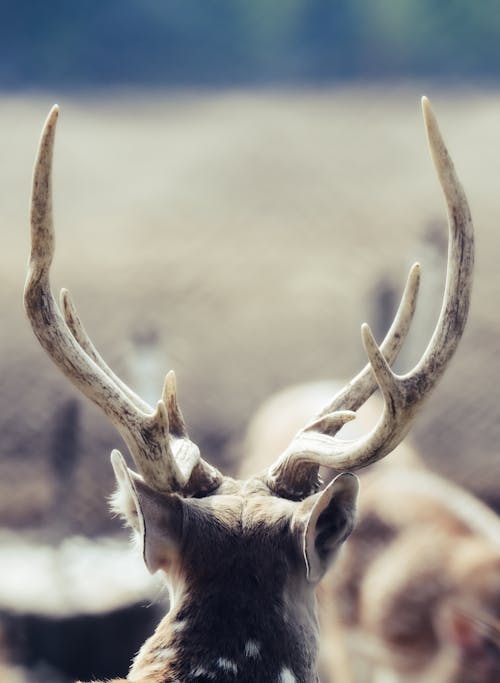Free Horns of Deer  Stock Photo