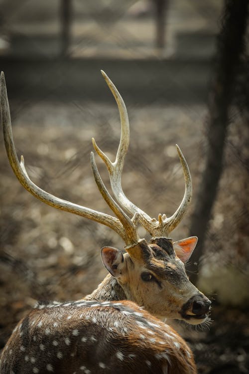 Free Deer Turning Around Stock Photo