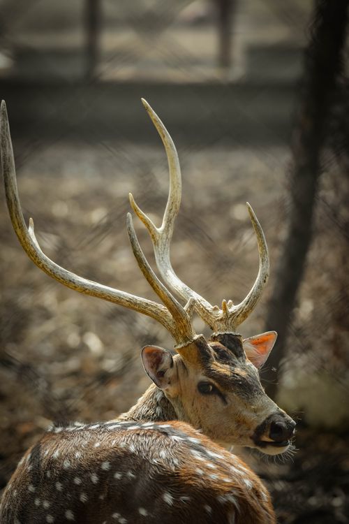 Free A close-up portrait of a spotted deer with impressive antlers looking back at the camera. Stock Photo