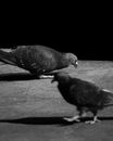 Pigeons on Road