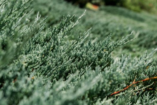 Green Pine Tree