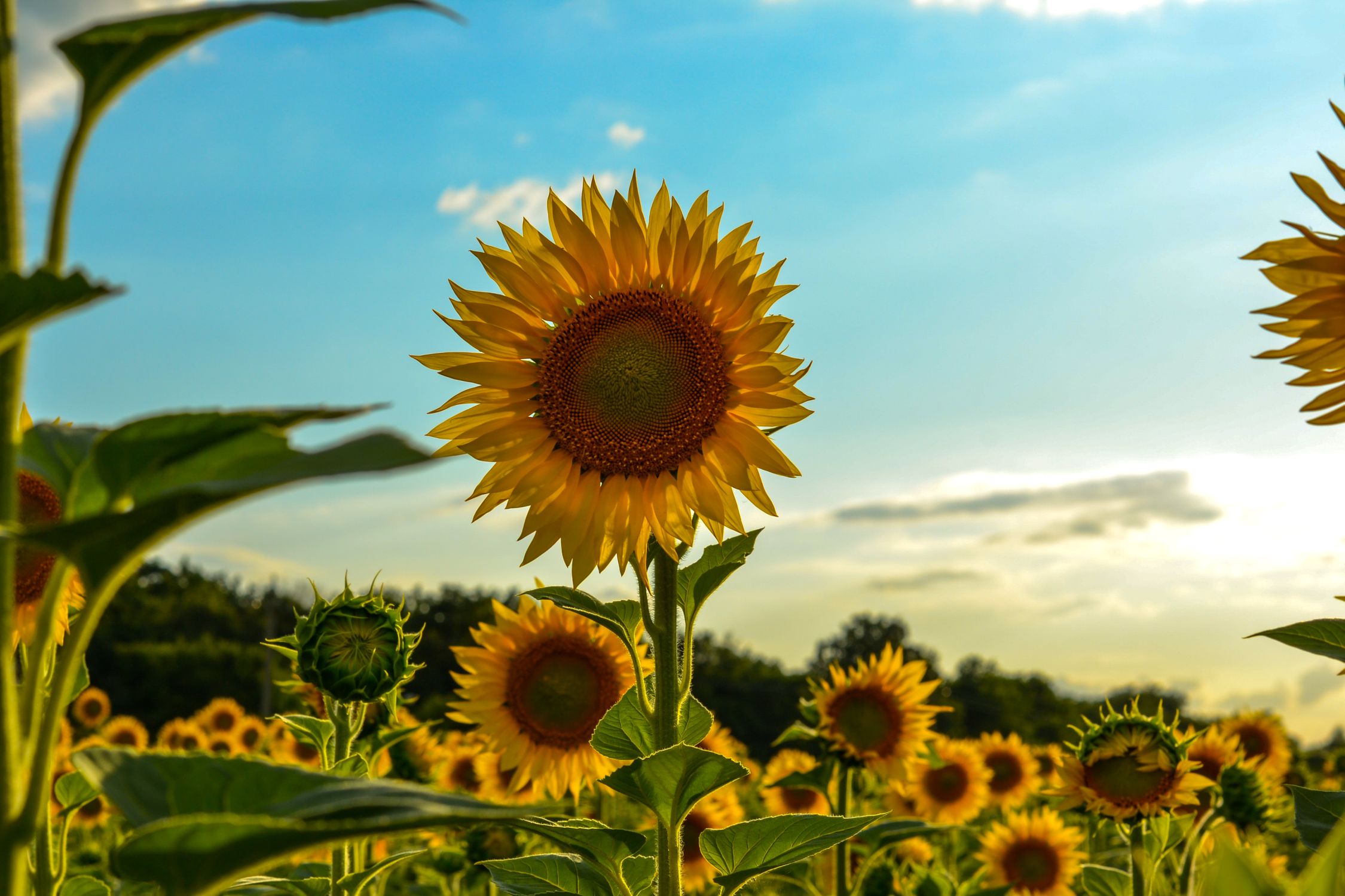 Sunflower Field Under Blue Sky · Free Stock Photo