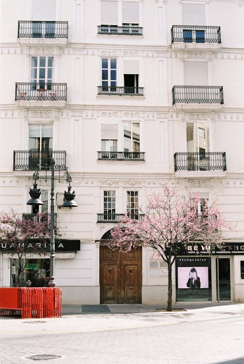 Free Pink Cherry Blossom Tree in Front of White Building with Balconies Stock Photo
