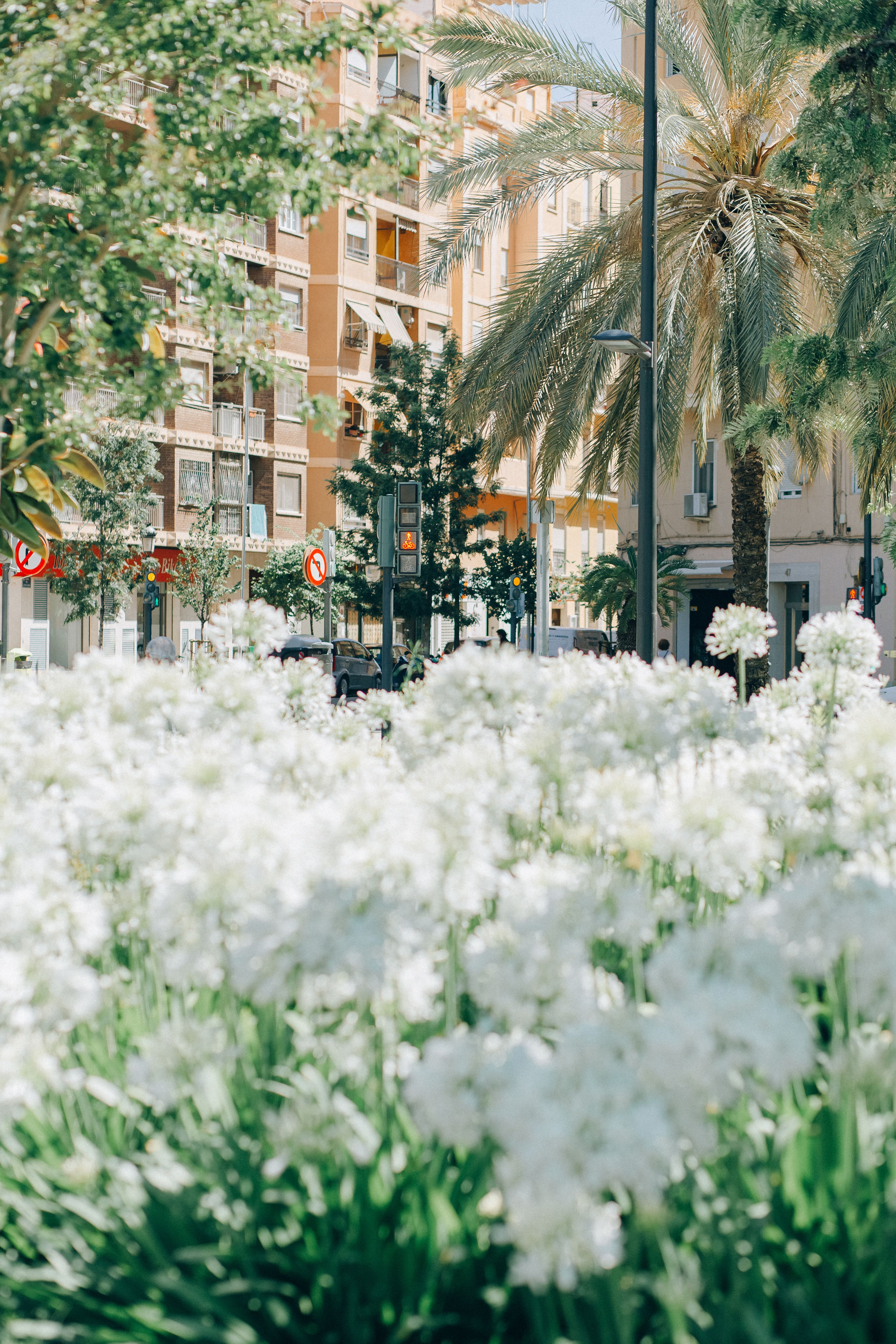 城市花园里，棕榈树和城市建筑在阳光下盛开着