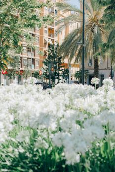 城市花园里，棕榈树和城市建筑在阳光下盛开着