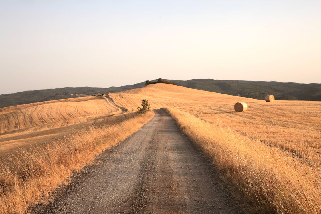 A Empty Path Road in Brown Hay Field · Free Stock Photo