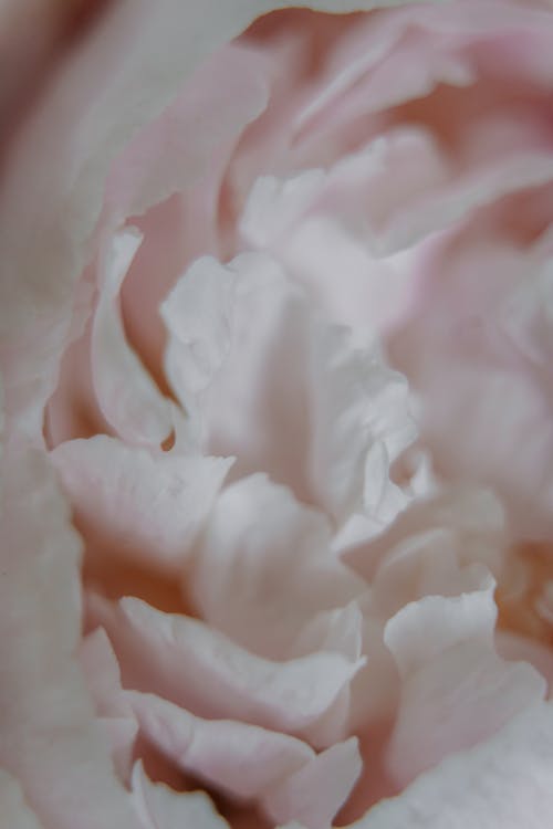 Free From above closeup of delicate pink petals of aromatic tender peony flower in daylight Stock Photo