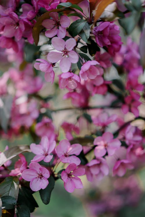 Blooming pink flowers of Malus spectabilis tree growing in park