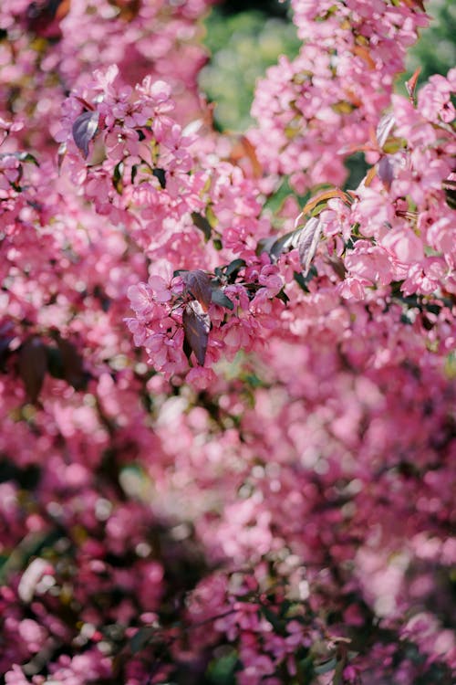 Blossoming flowers on bush in sunny garden