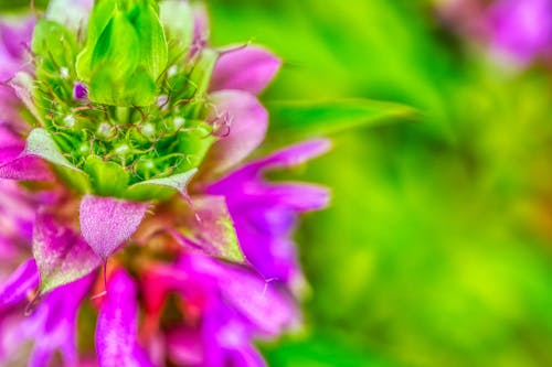 A Budding Purple and Green Flower 