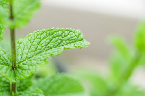 Green Mint Leaves in Close Up Photography