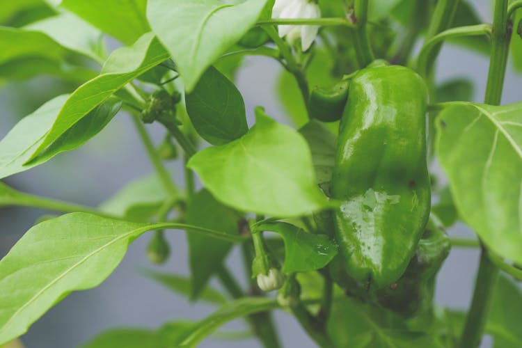 Close-Up Photo Of A Green Pepper Near Green Leaves