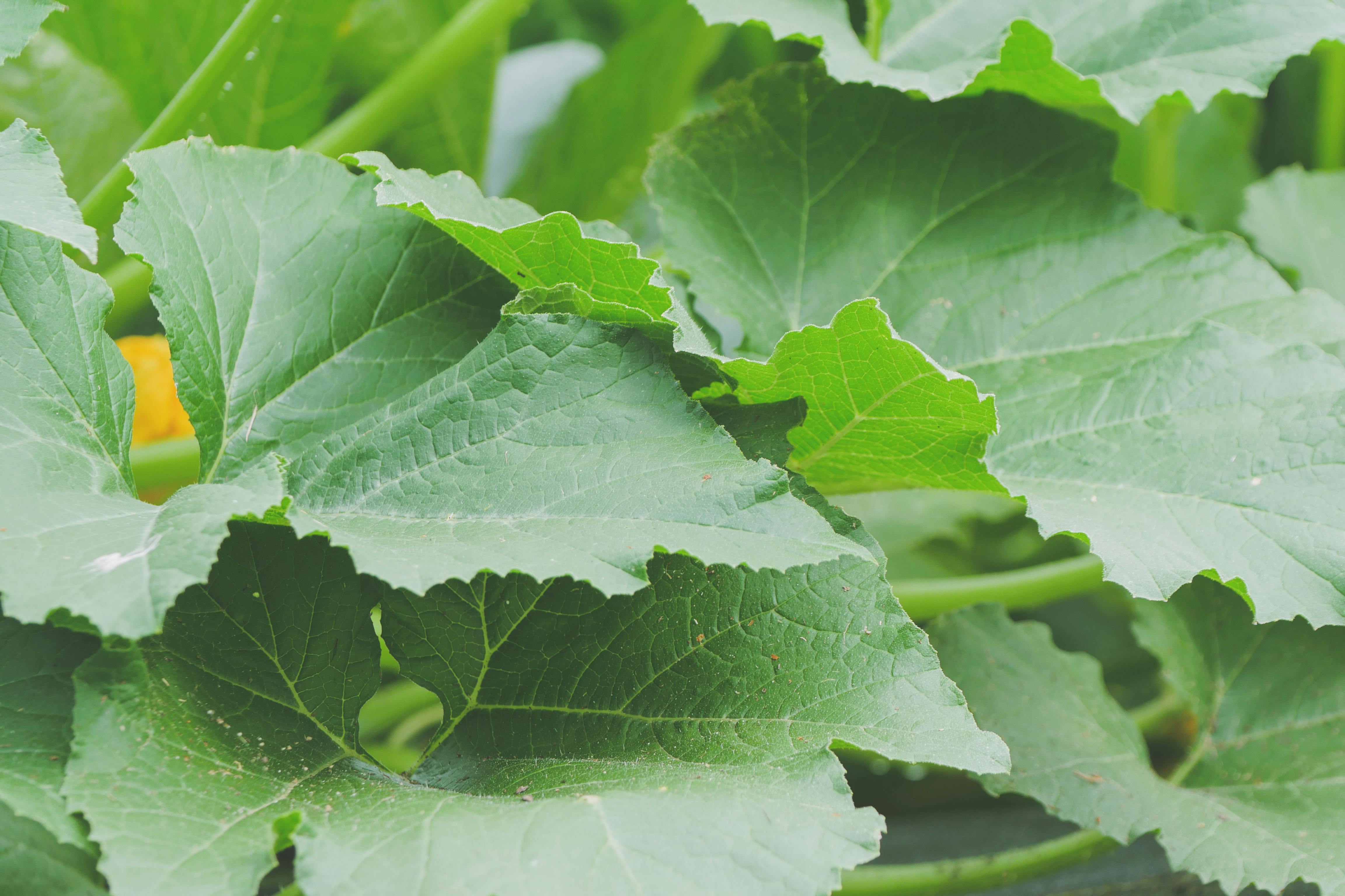 Closeup Photo Of Rubber Plant Free Stock Photo   Pexels Photo 4943443 