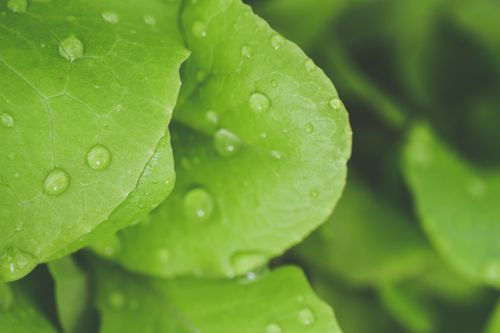 Free Vibrant green leaves with water droplets showcasing nature's freshness in a close-up view. Stock Photo