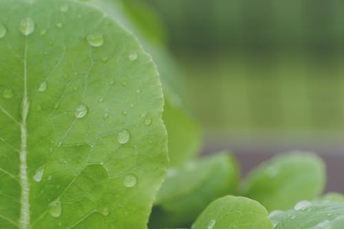 Water Droplets on Green Leaves