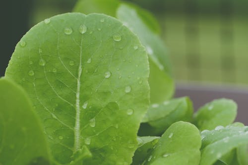 Selective Focus Photography of Green Leaves with Water Droplets