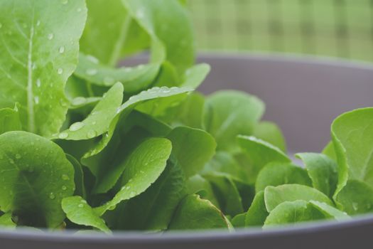 Close-up of fresh lettuce leaves with water droplets, showcasing vibrant green hues.