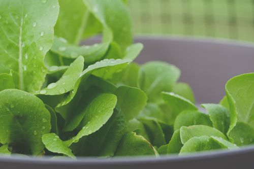 Free Close-up of fresh lettuce leaves with water droplets, showcasing vibrant green hues. Stock Photo