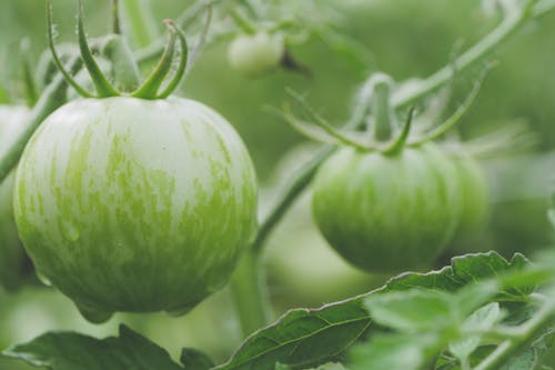 Close-Up Photo of Green Zebra Tomatoes