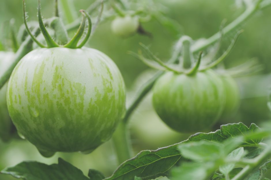 Tomate Green Zebra