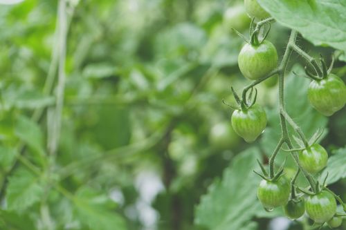 Free Fresh green cherry tomatoes growing on a vine with leaves in a garden setting. Stock Photo